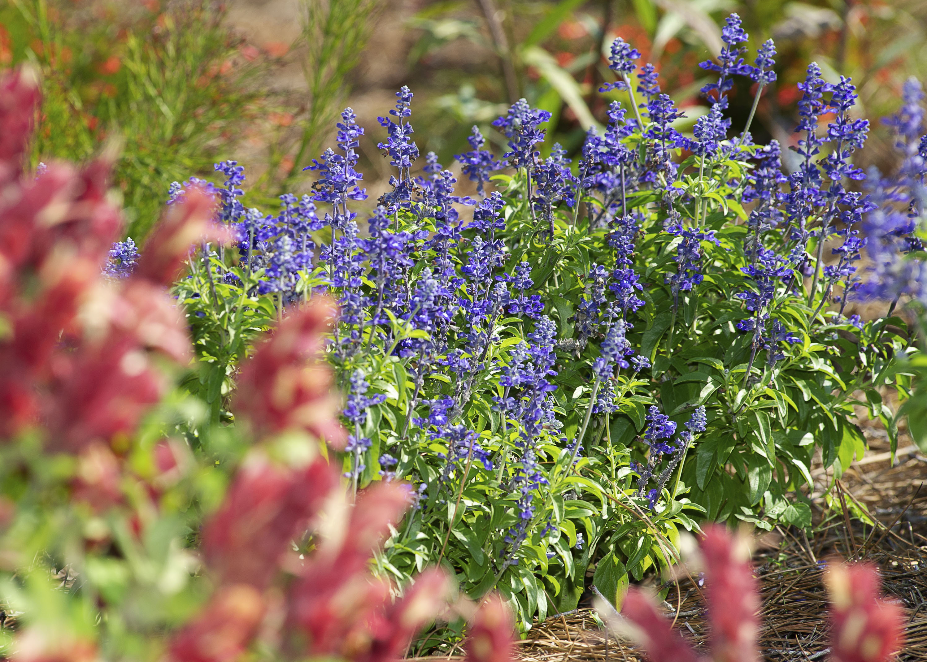 The World Depends on Bees: Researchers work to keep them healthy and numerous